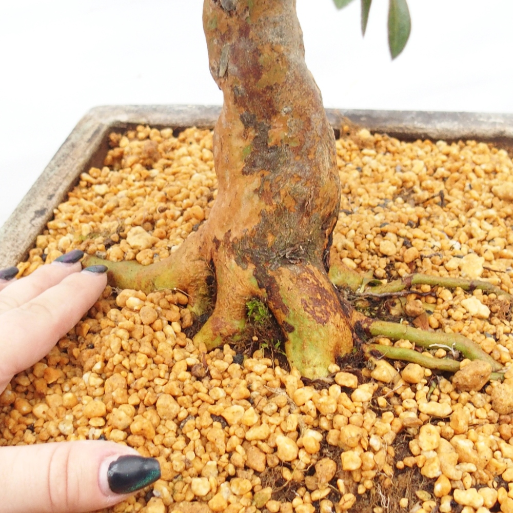 Bonsai für draußen - Japanische Azalee - Azalee Hanatsuzuri