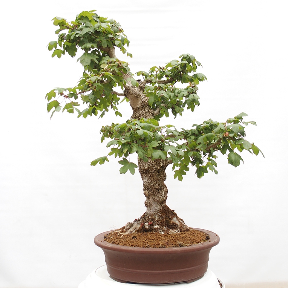 Bonsai für draußen -Javor babyka - Acer campestre