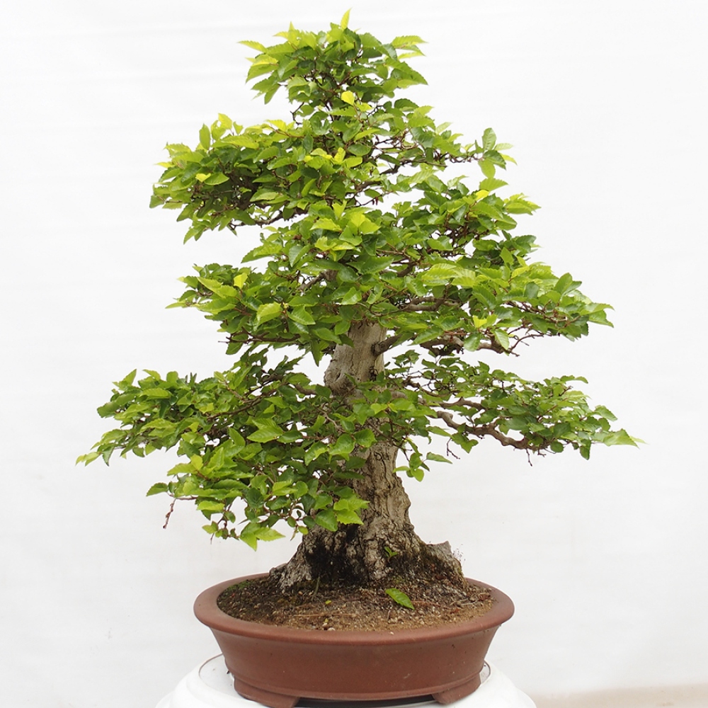 Bonsai für draußen -Carpinus CARPINOIDES - Koreanische Hainbuche