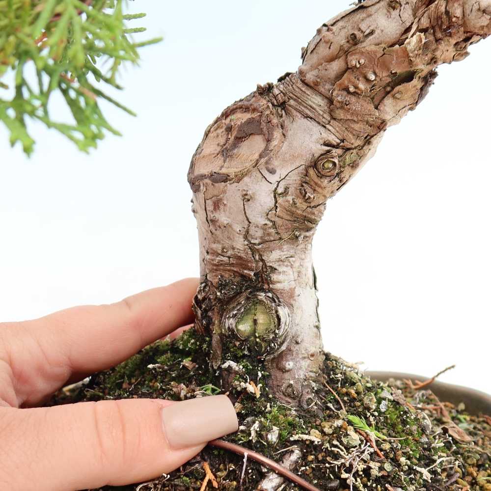 Bonsai für draußen - Juniperus chinensis Itoigawa-Juniperus chinensis