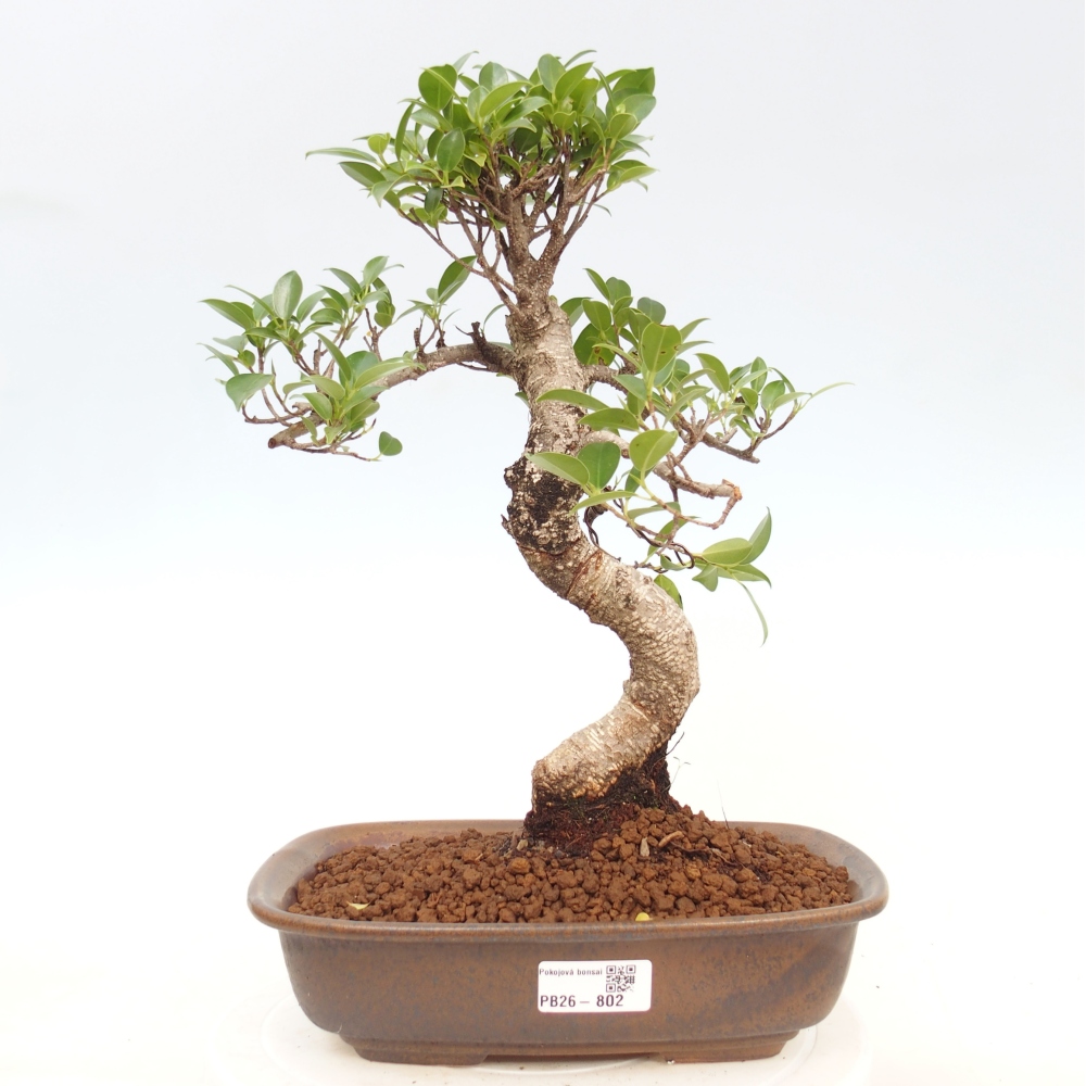 Zimmerbonsai - Ficus kimmen - Kleinblättriger Ficus