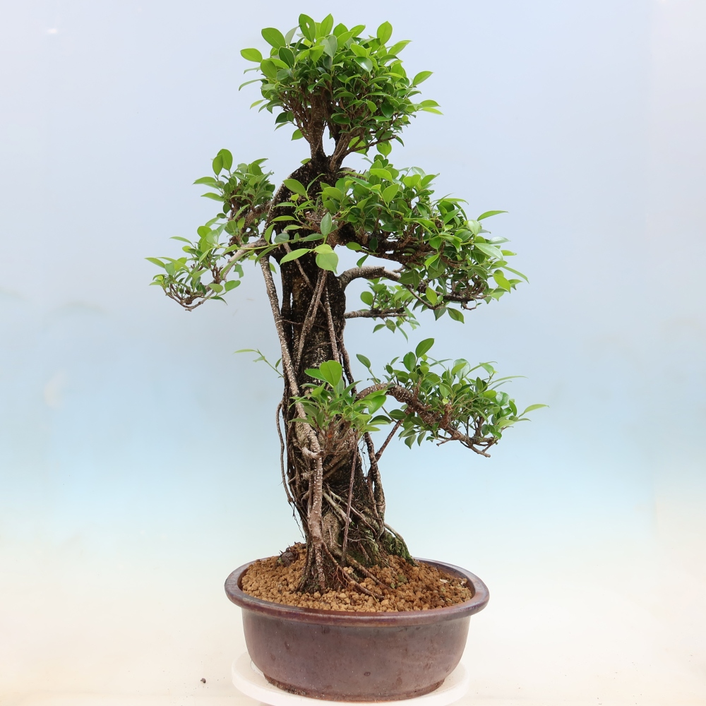 Zimmerbonsai - Ficus kimmen - Kleinblättriger Ficus