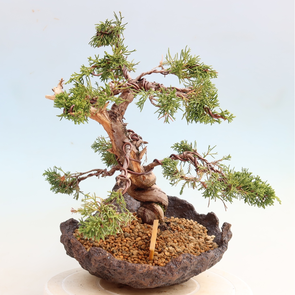Bonsai für draußen - Juniperus chinensis Itoigawa-Juniperus chinensis