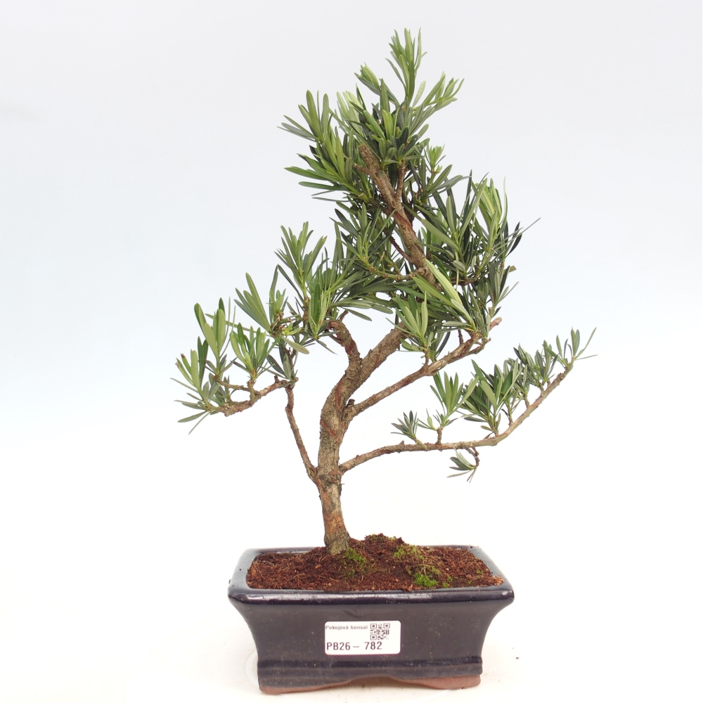 Zimmerbonsai - Podocarpus - Stein-Eibe