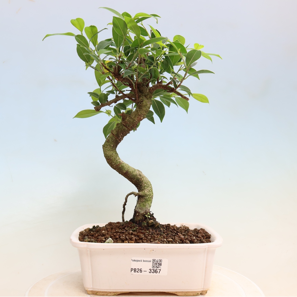 Zimmerbonsai - Ficus kimmen - Kleinblättriger Ficus