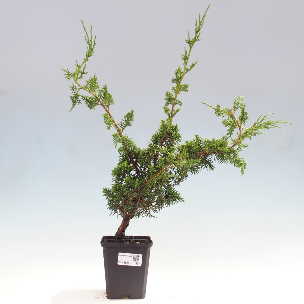 Bonsai für draußen - Juniperus chinensis Itoigawa
