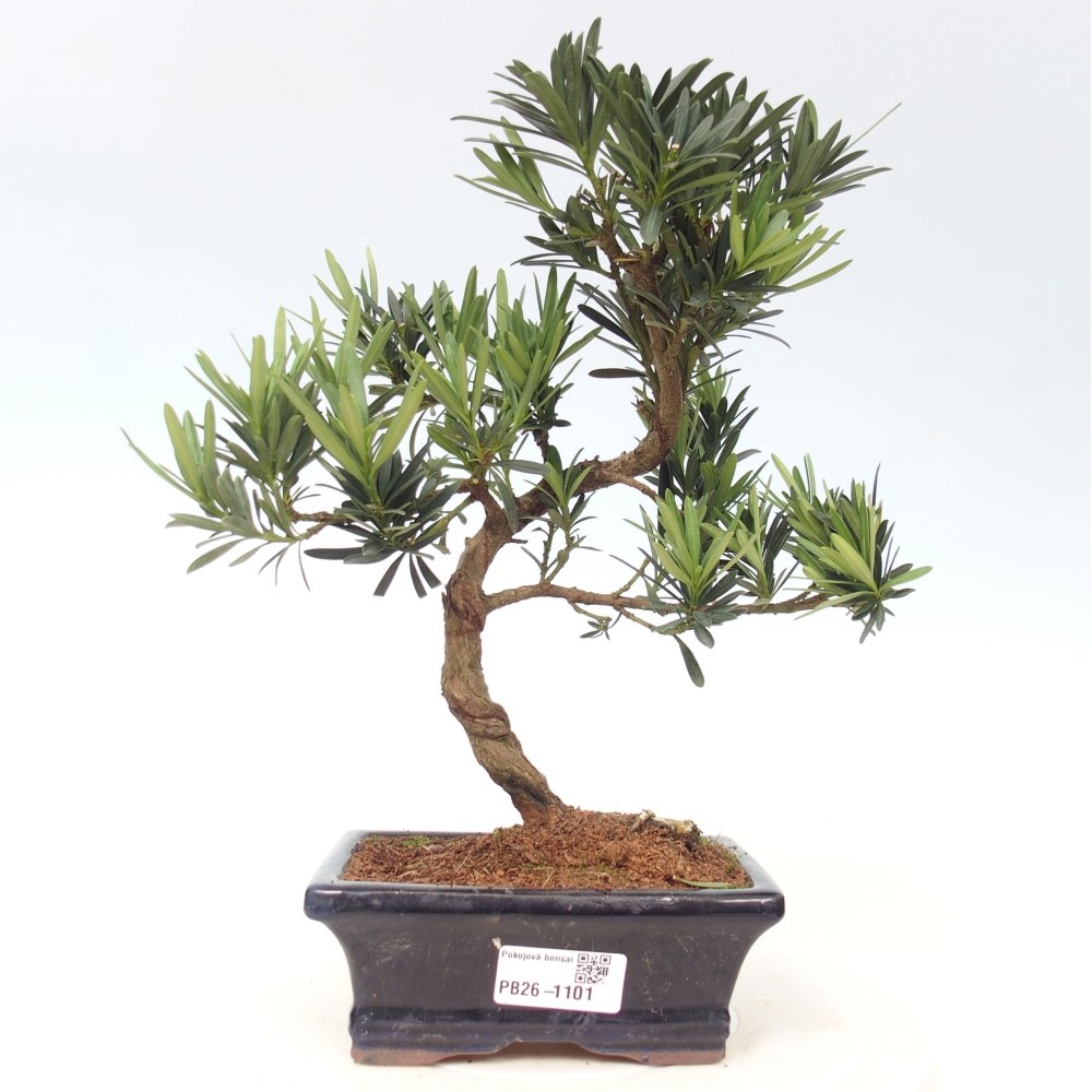 Zimmerbonsai - Podocarpus - Stein-Eibe