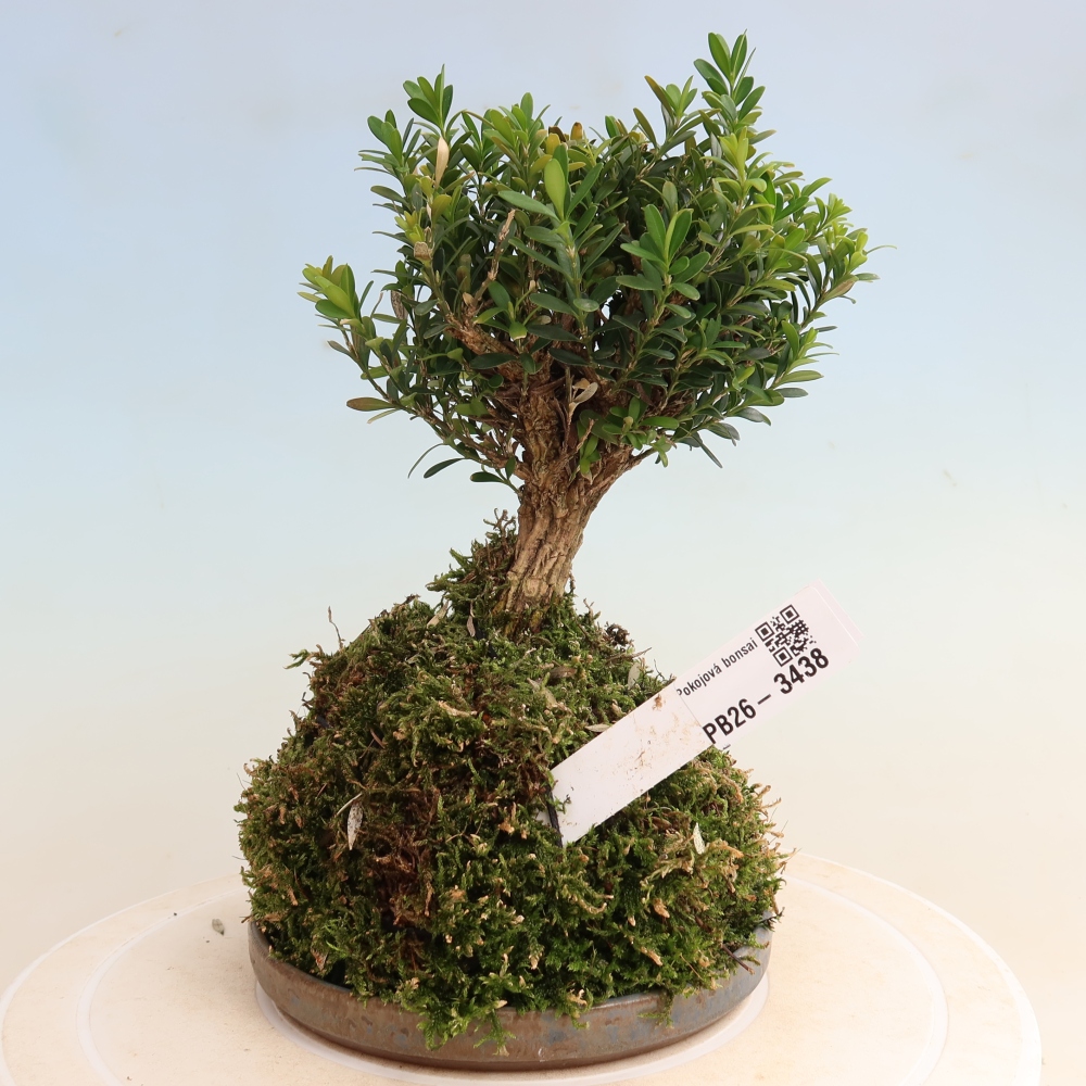 Kokedama mit Untersetzer – Buxus harlandii – Korkbuchsbaum  