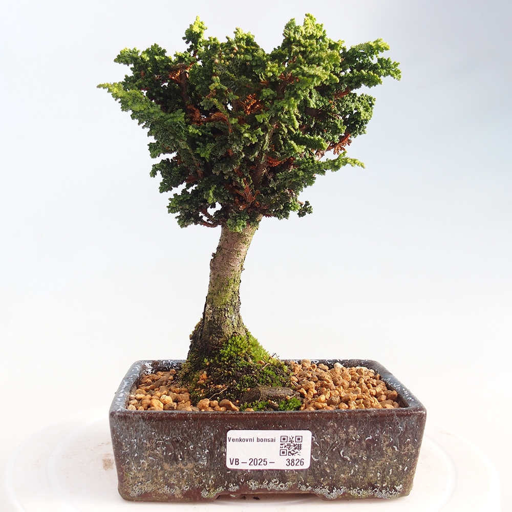 Bonsai für draußen - Cham. obtusa SEKKA HINOKI - Zypresse