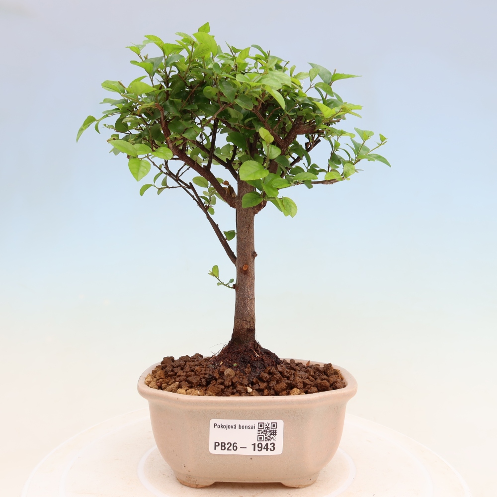 Zimmer Bonsai - Sageretia thea - Sageretia thea