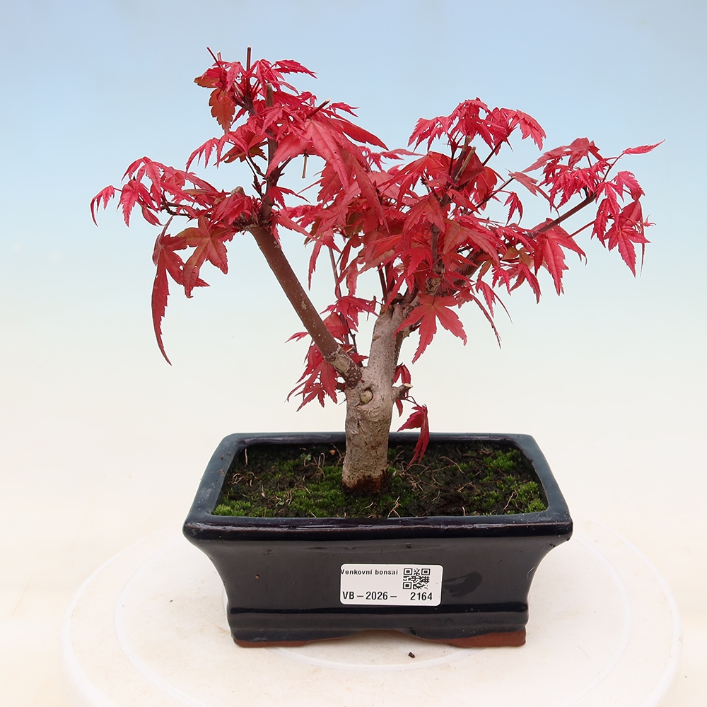Bonsai für draußen - Acer palmatum DESHOJO