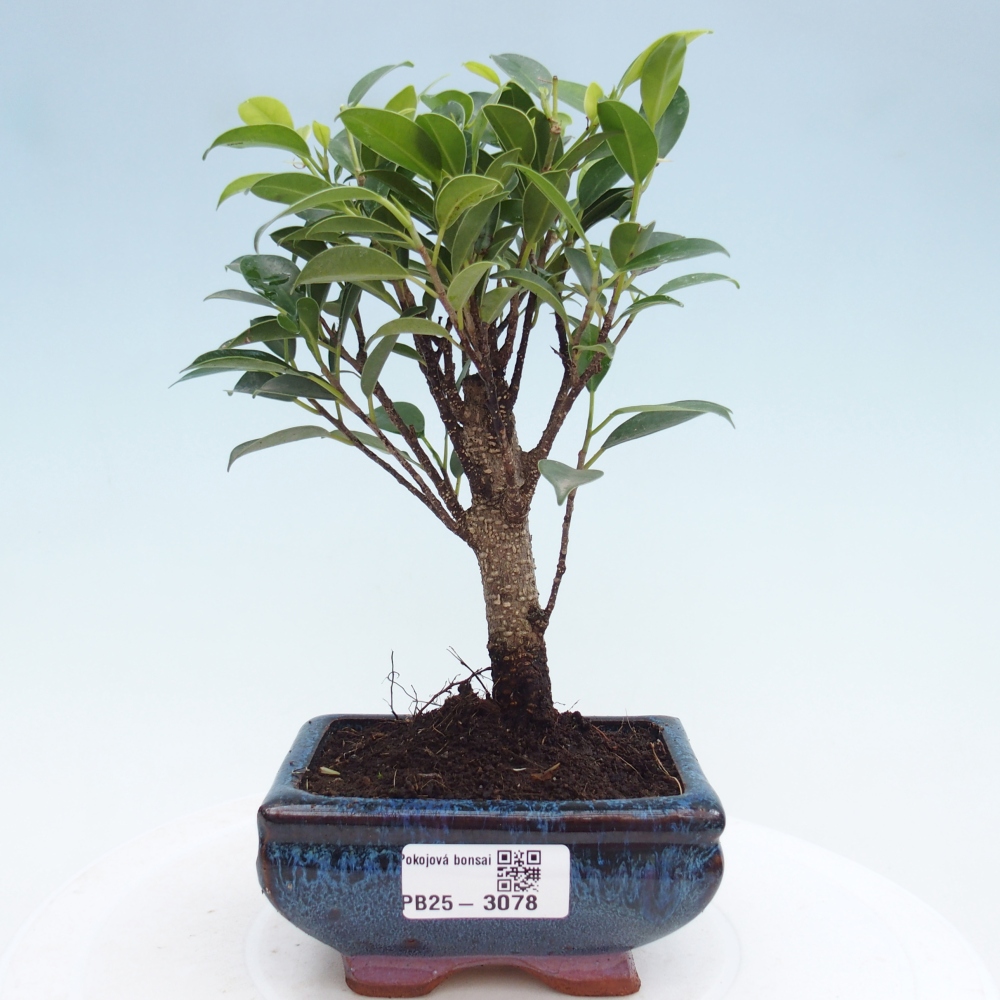 Zimmer Bonsai Ficus retusa kimmen