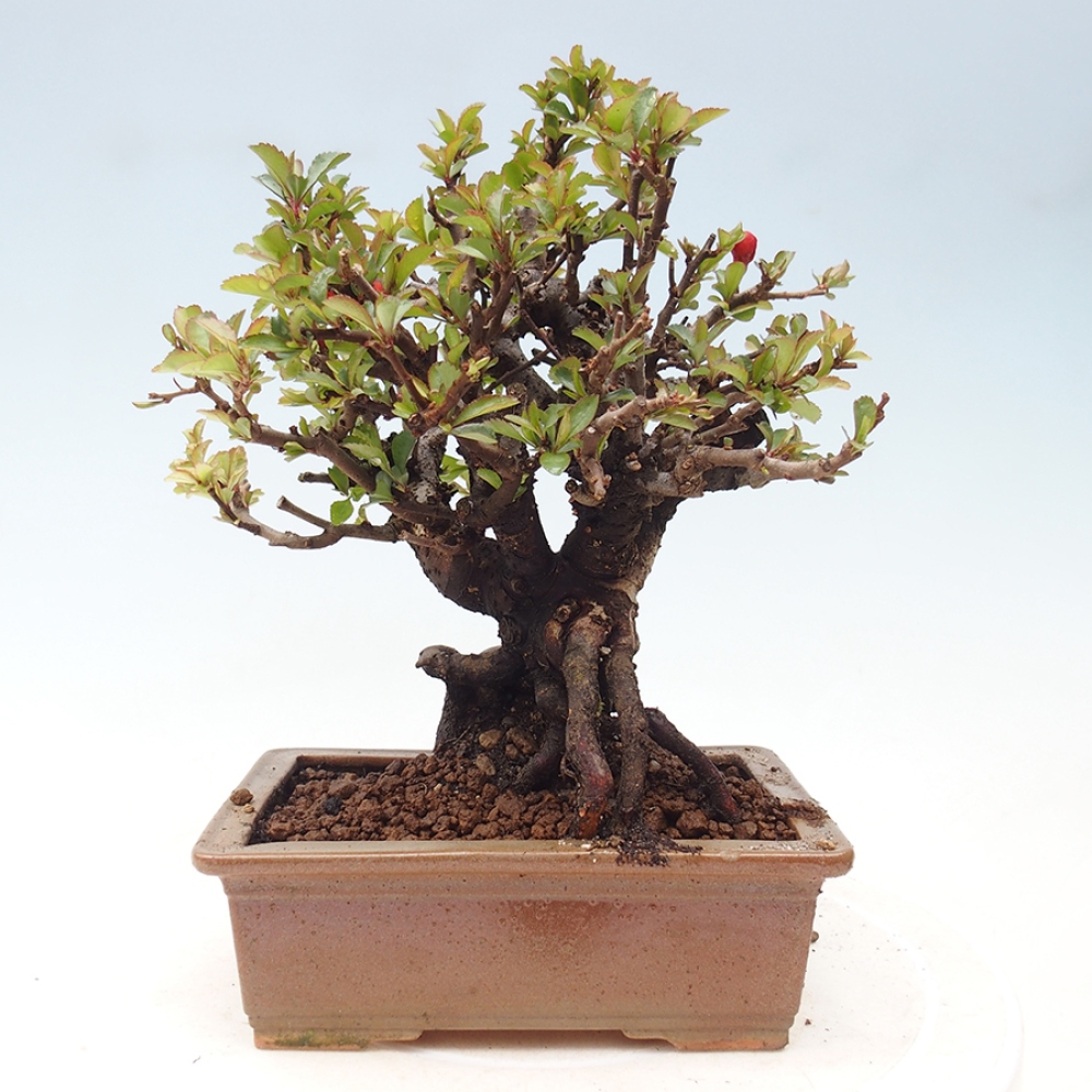 Bonsai für draußen - Chaneomeles speciosa - Quitte