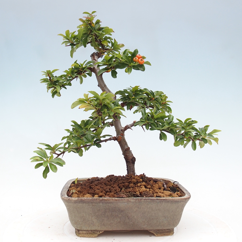 Freiland-Bonsai-Pyracantha Teton -Hlox