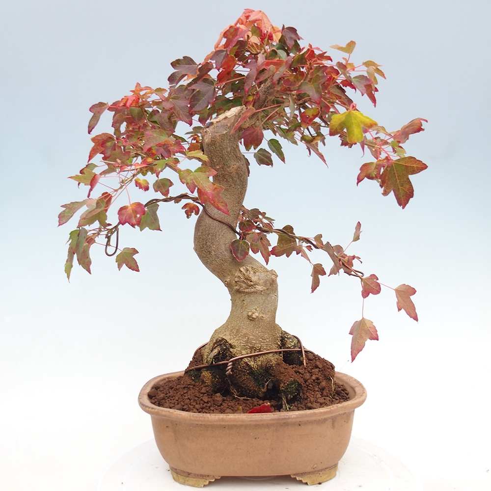 Bonsai für draußen - Acer Buergerianum - Bergahorn