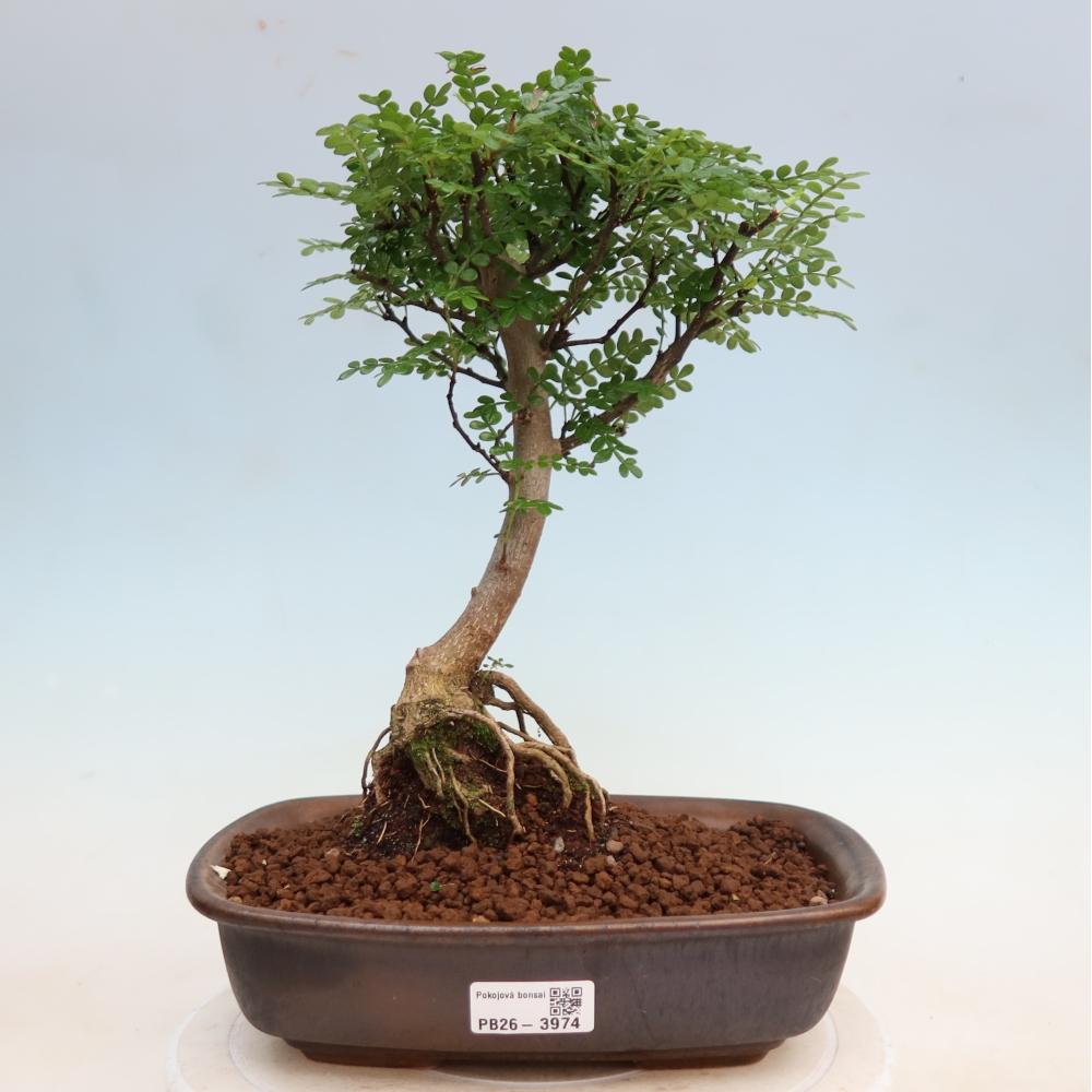Zimmer Bonsai - Zantoxylum piperitum - Pfefferbaum