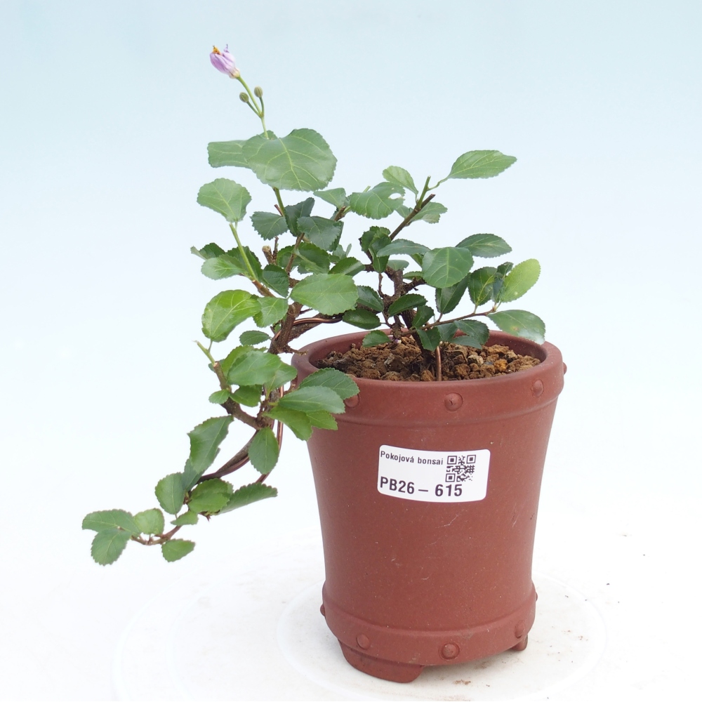 Zimmerbonsai - Grewia occidentalis - Lavendel Seestern