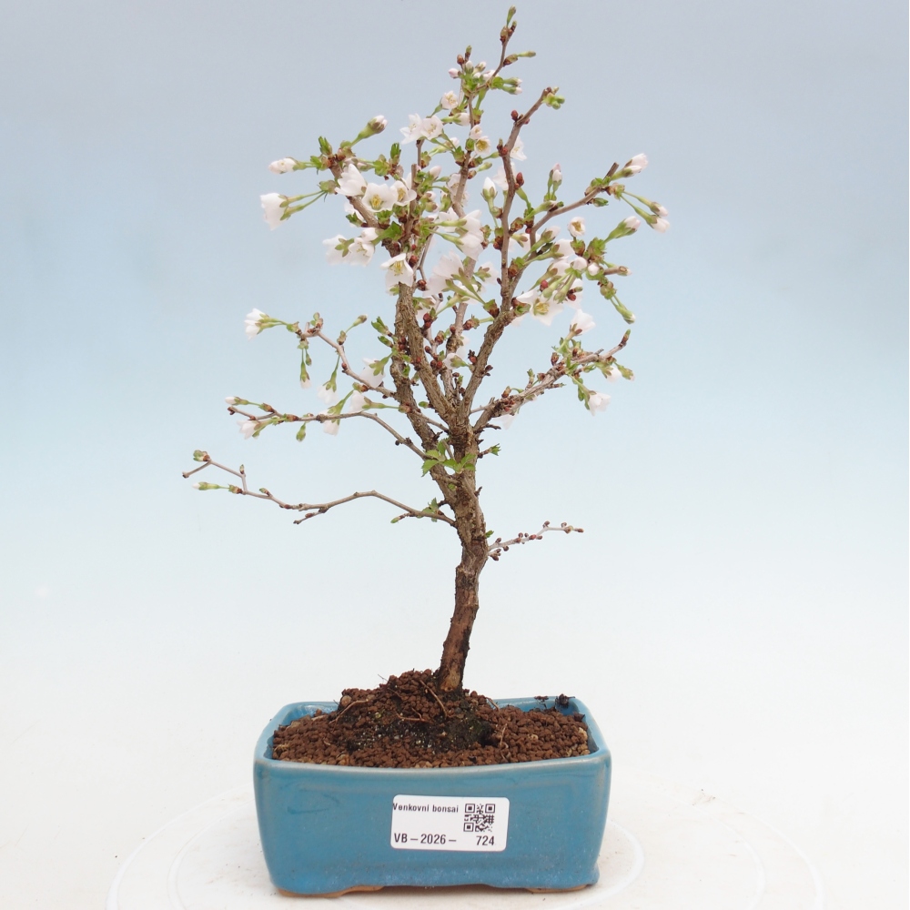 Bonsai für draußen - Prunus incisa Kojou-no mai-Plivon ausgeschnitten