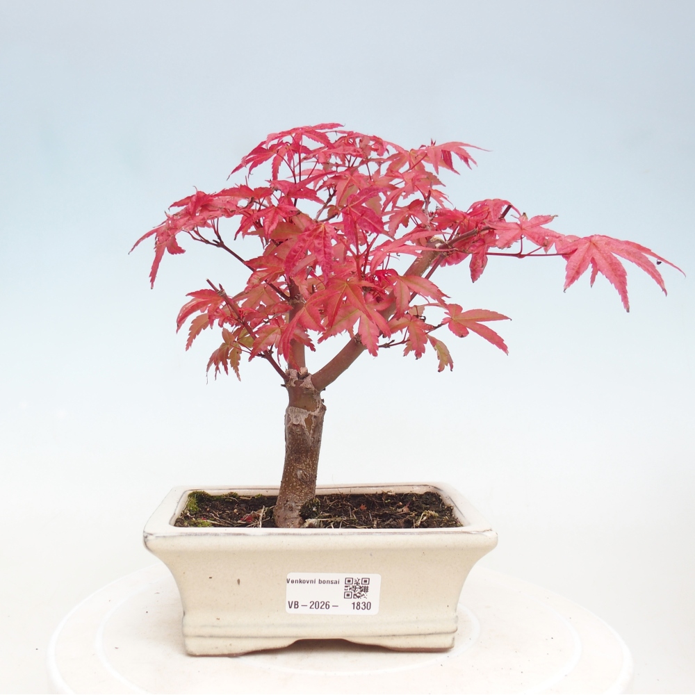 Bonsai für draußen - Acer palmatum DESHOJO