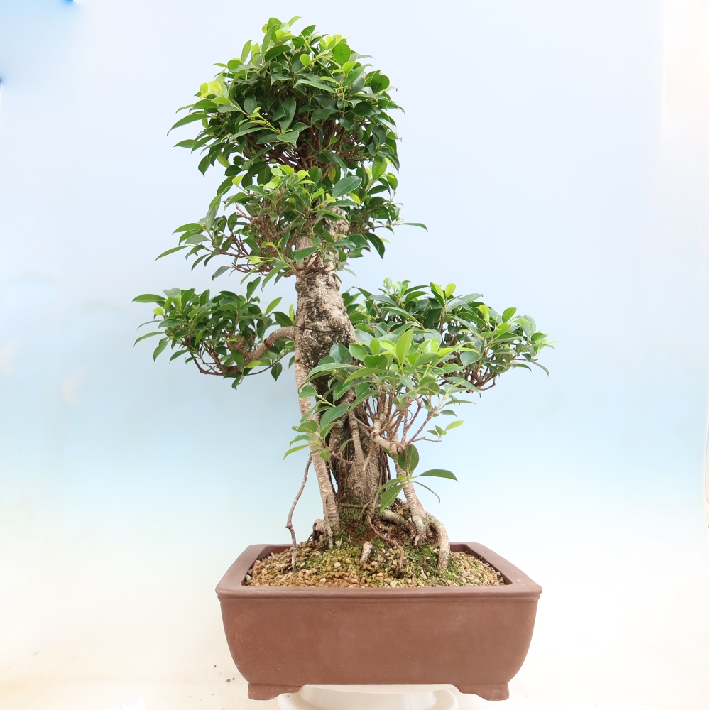 Zimmerbonsai - Ficus kimmen - Kleinblättriger Ficus