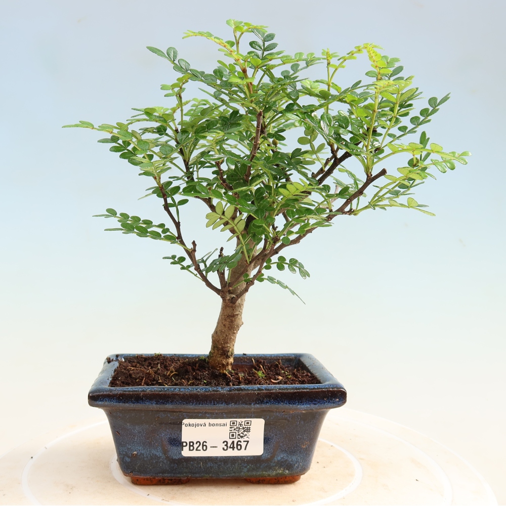 Zimmer Bonsai - Zantoxylum piperitum - Pfefferbaum