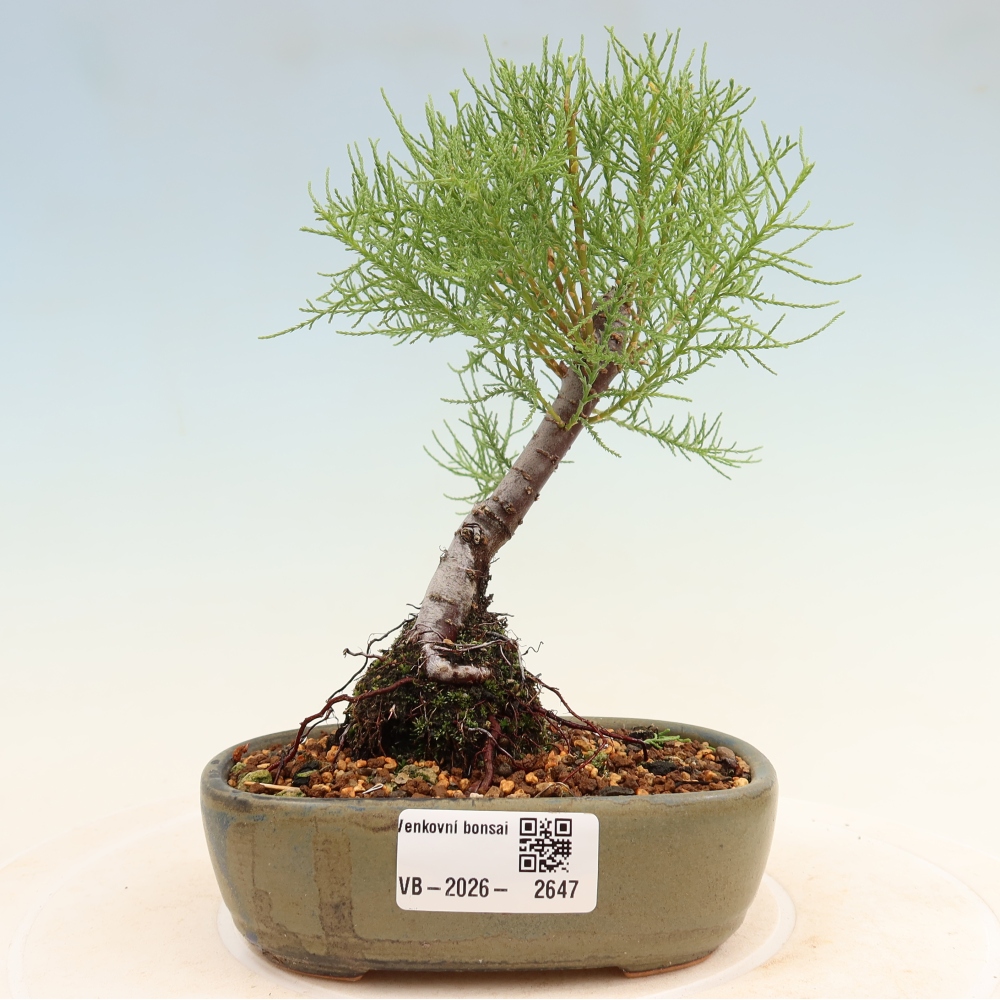 Bonsai für draußen - Tamariske - Tamarix