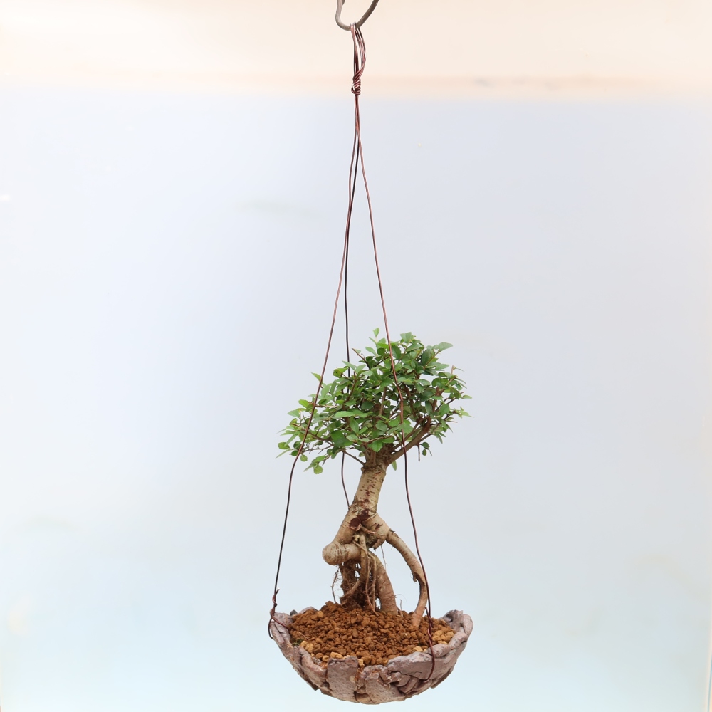 Kokedama in Keramik -Ulmus parvifolia- kleinblättrige Ulme