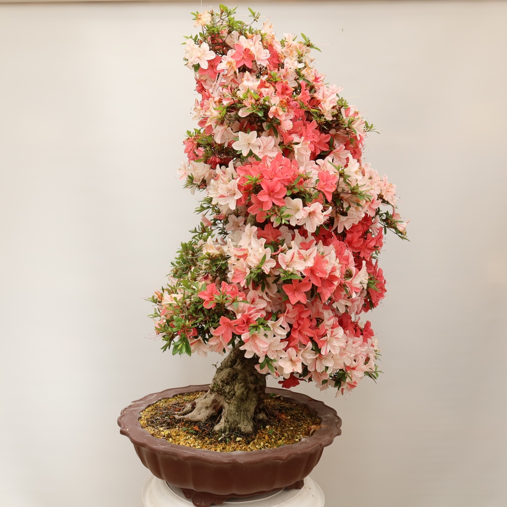 Bonsai für draußen - Japanische Azalee - Azalee Kinu-no-Hikari