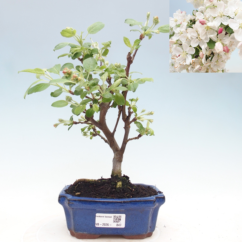 Outdoor-Bonsai -Malus halliana - Kleinfrüchtiger Apfelbaum
