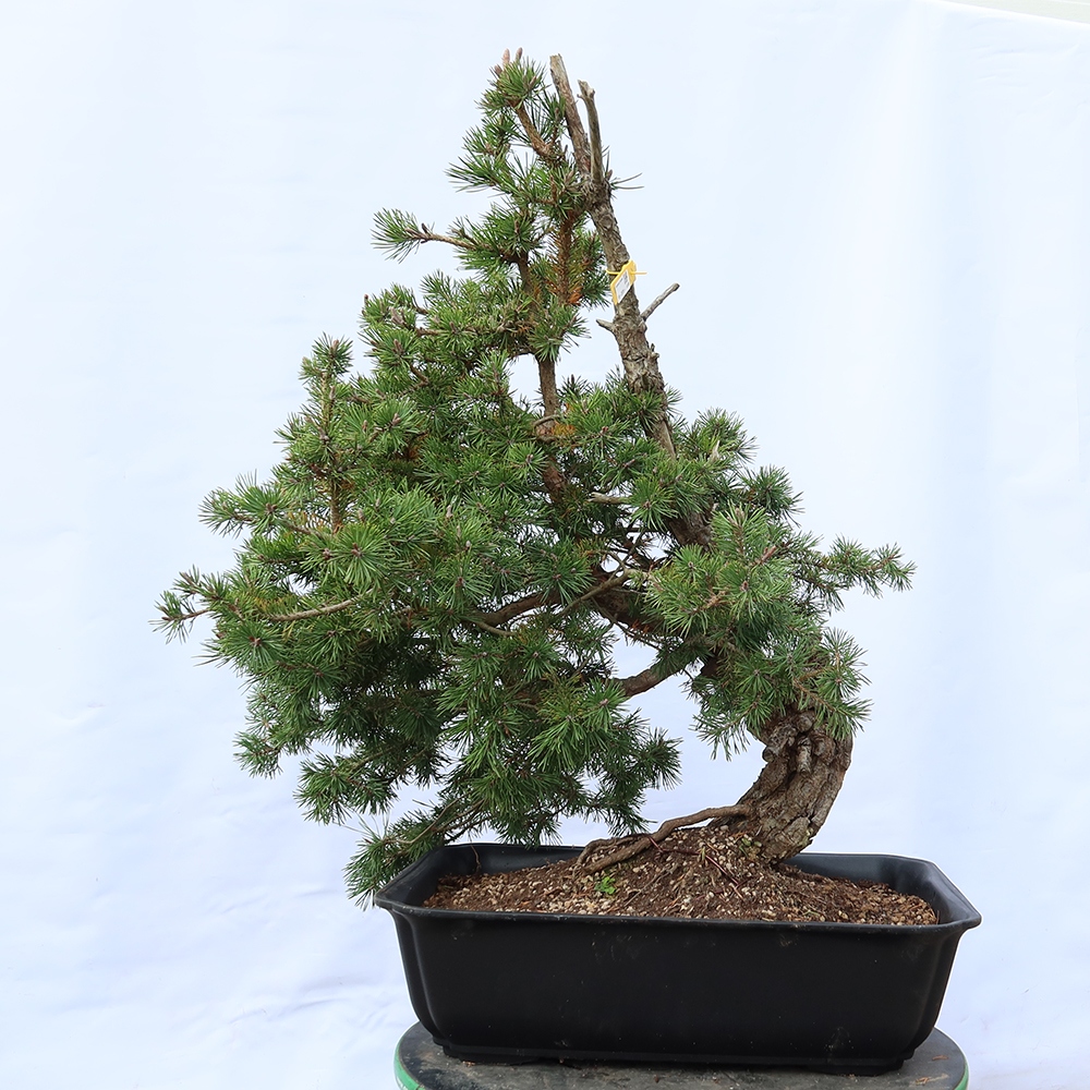 Pinus sylvestris Spanien – Waldkiefer