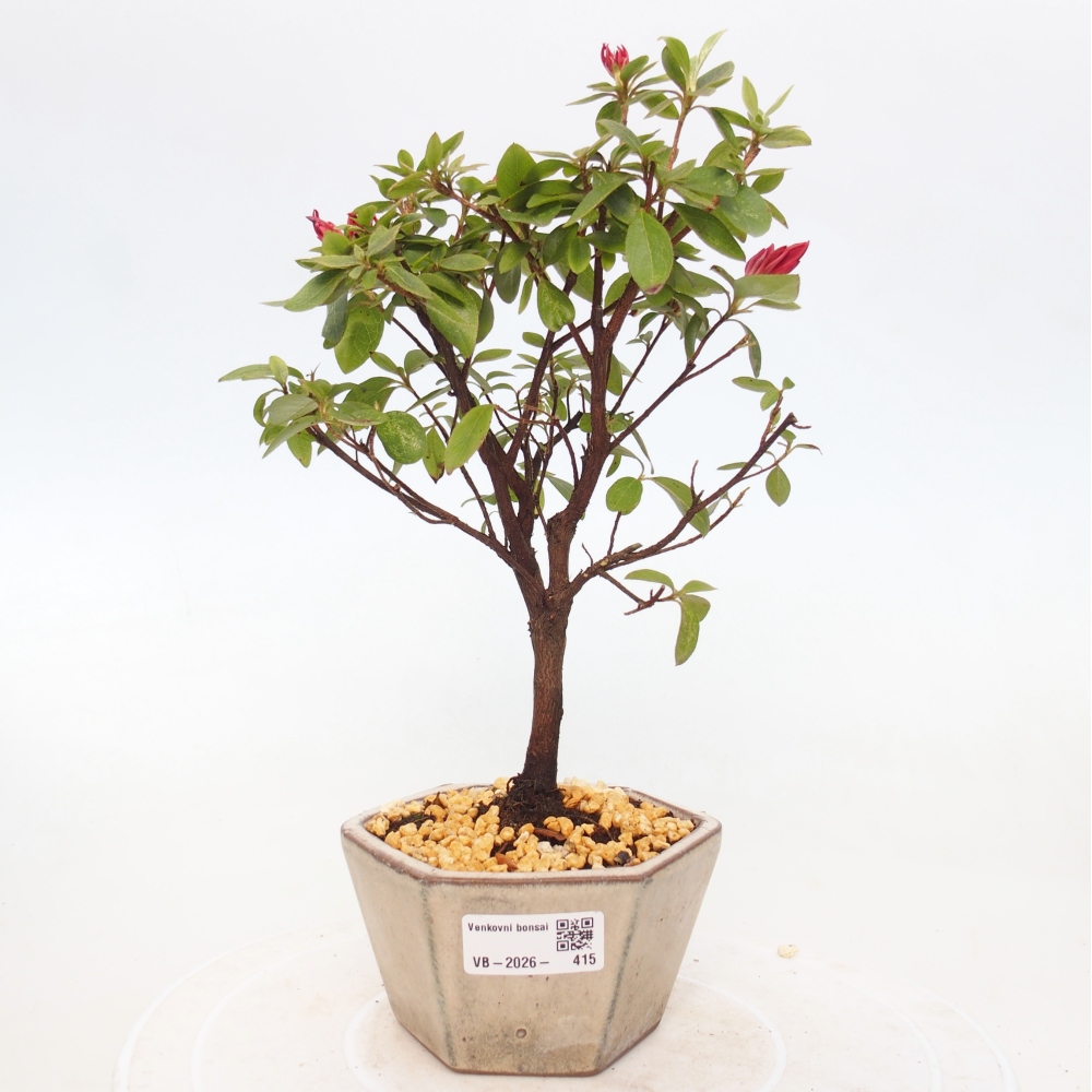 Bonsai für draußen - Japanische Azalee - Azalea sp.