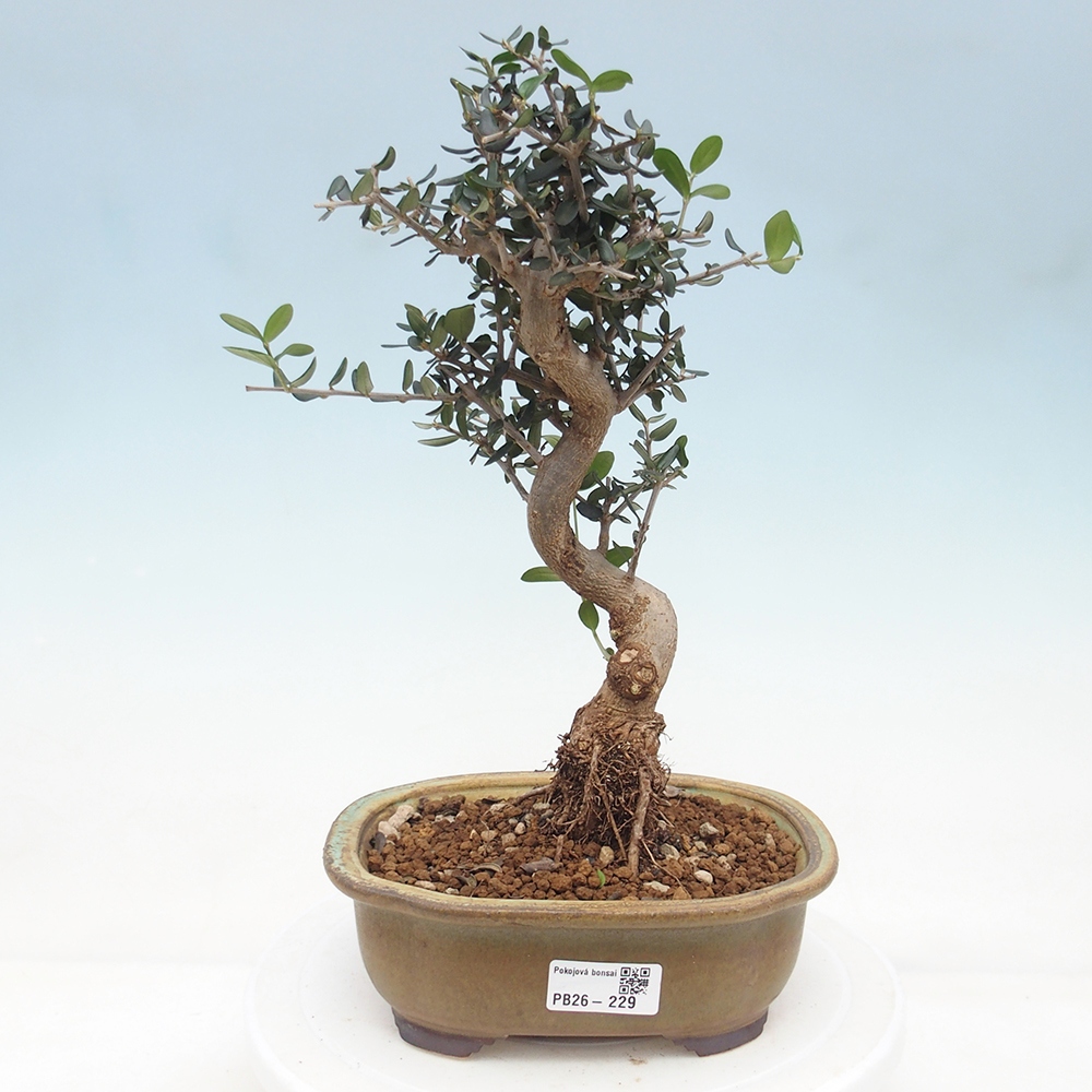 Zimmerbonsai - Olea europaea sylvestris