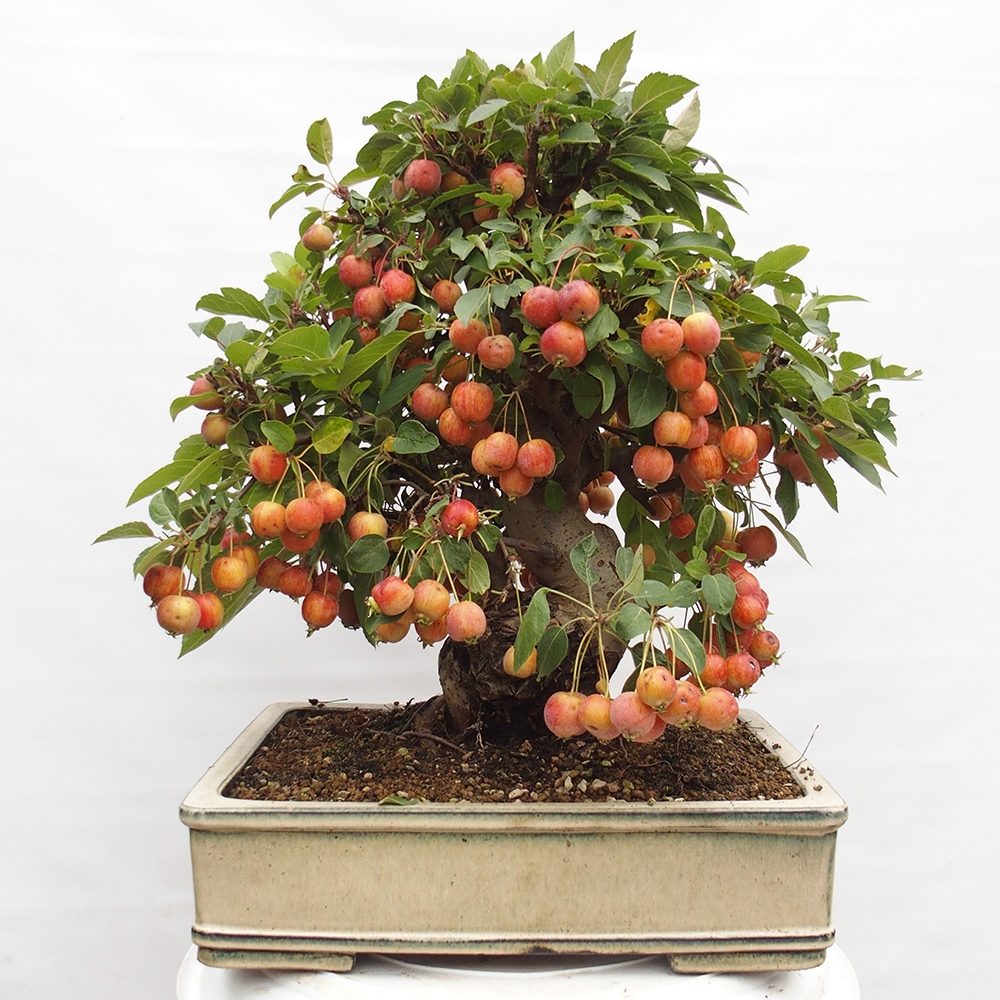 Outdoor-Bonsai -Malus halliana - Kleinfrüchtiger Apfelbaum