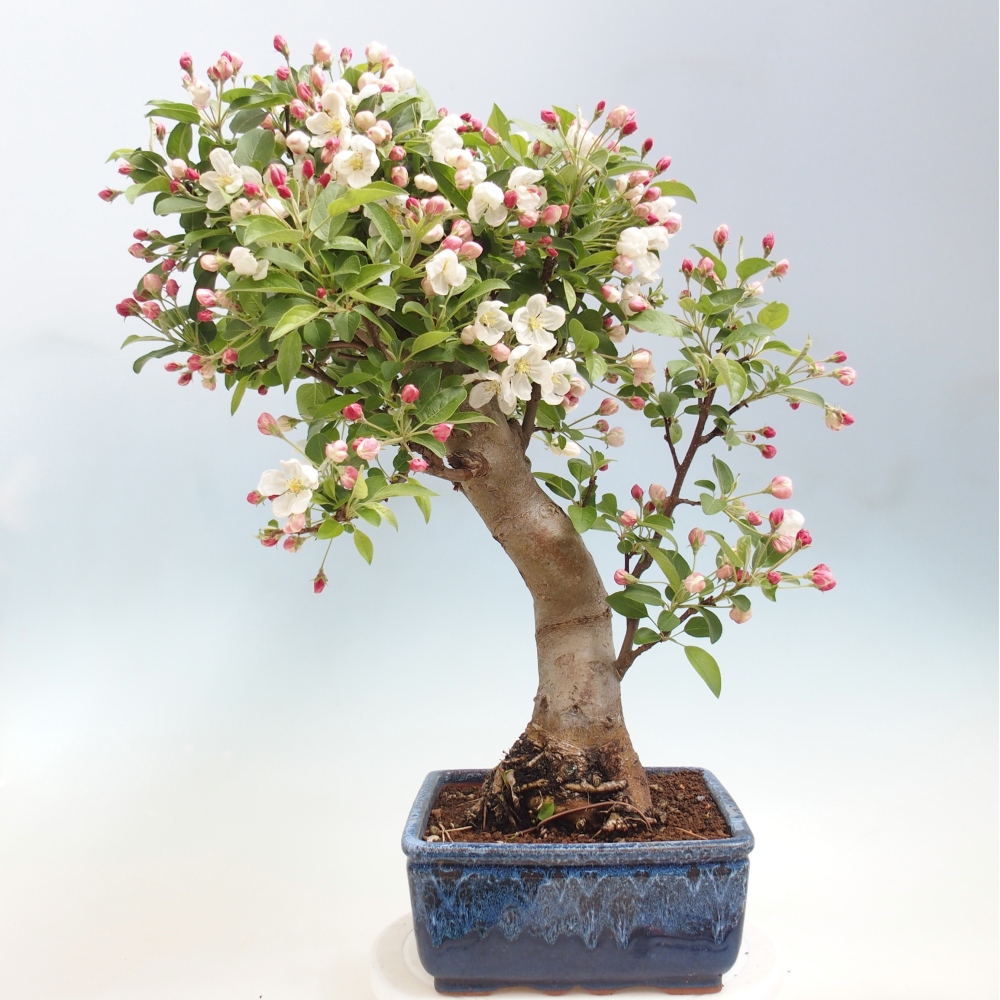 Outdoor-Bonsai -Malus halliana - Kleinfrüchtiger Apfelbaum