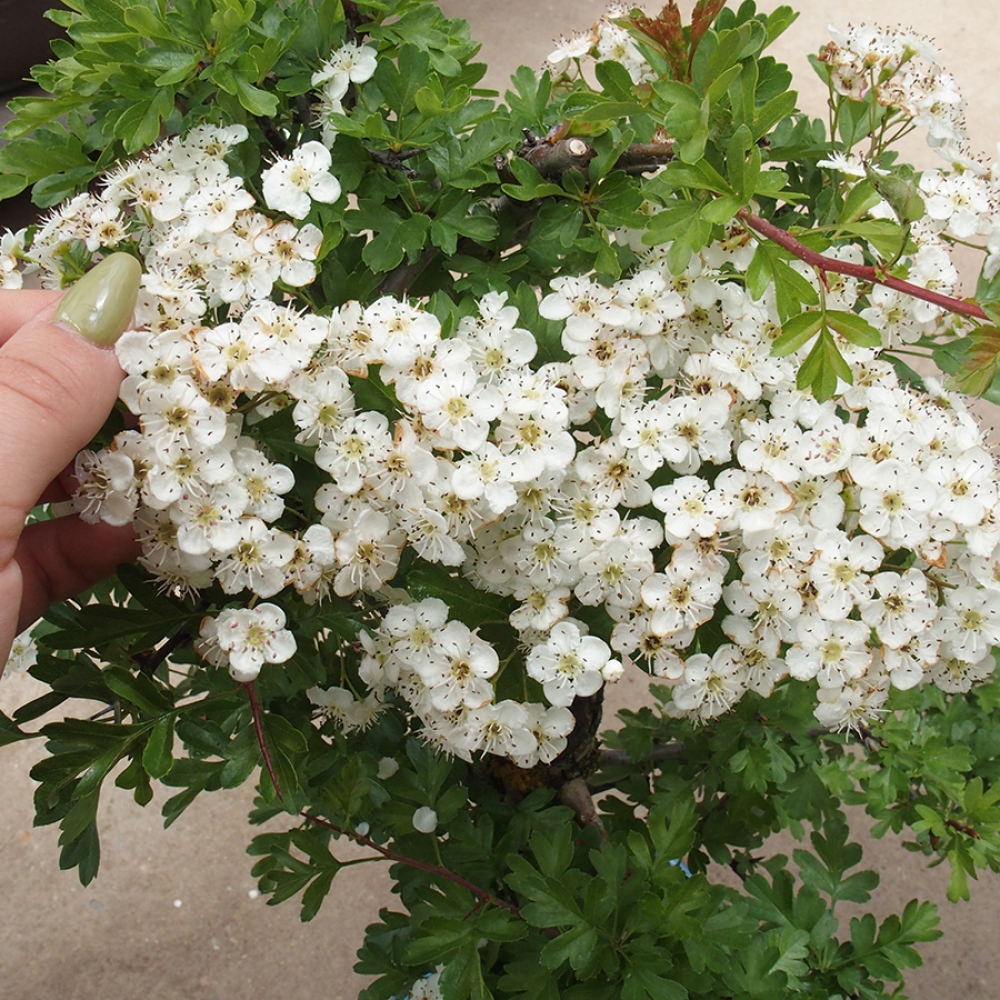 Bonsai für draußen - Weißdorn - Crataegus monogyna