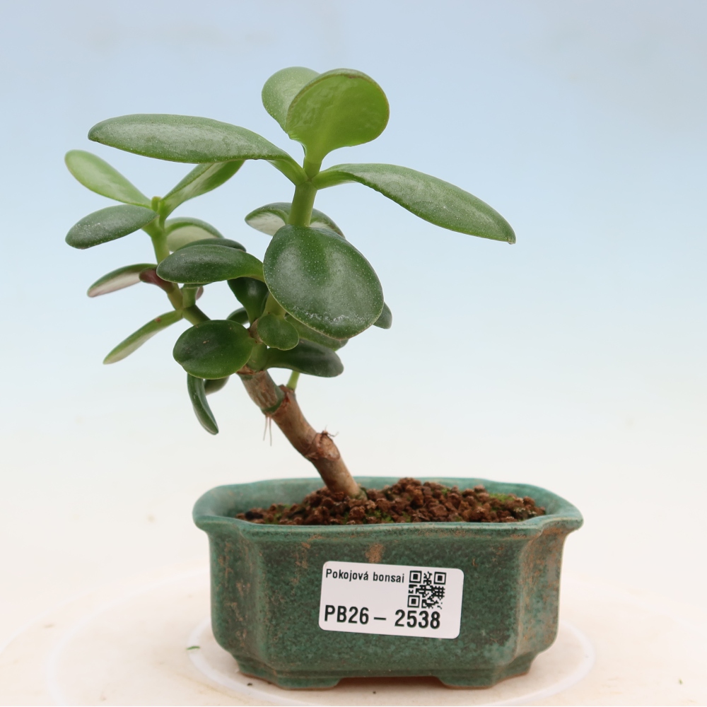 Zimmer Bonsai - Portulakaria Afra - Tlustice