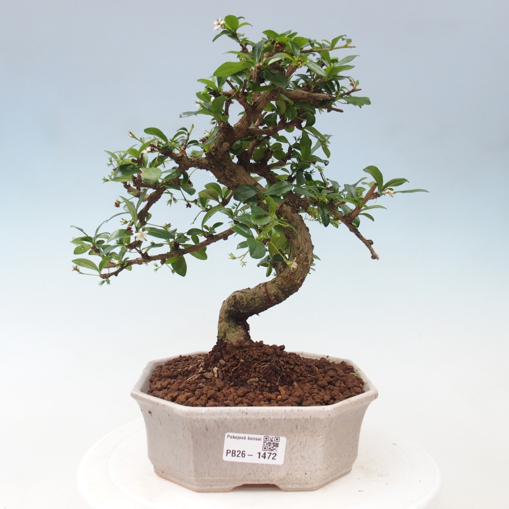 Zimmer-Bonsai - Carmona macrophylla - Tee-Fuki