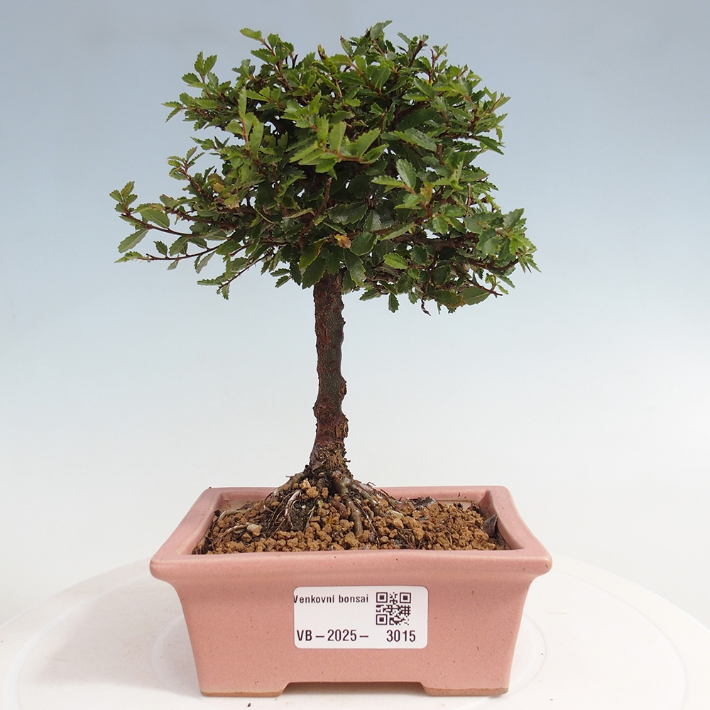 Bonsai für draußen - Ulmus parvifolia Sagei - Kleinblättrige Ulme