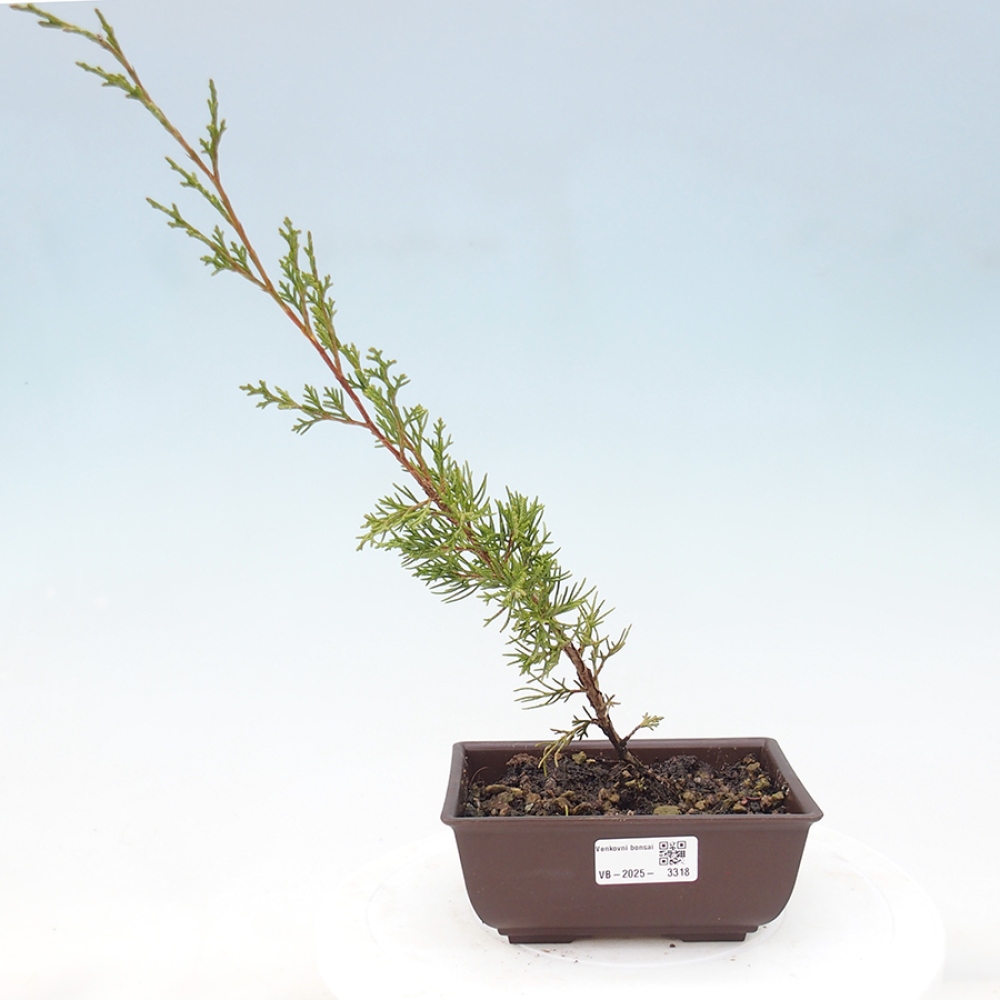 Bonsai für draußen - Juniperus chinensis Itoigawa