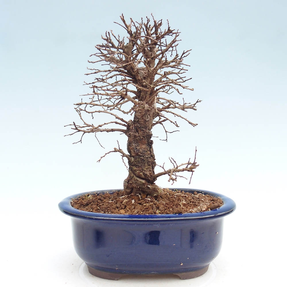 Bonsai für draußen - Zelkova - Zelkova NIRE