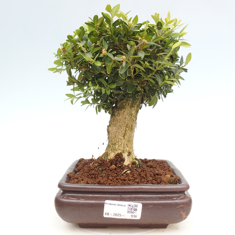 Bonsai für draußen - Buxus sempervirens - Buchsbaum