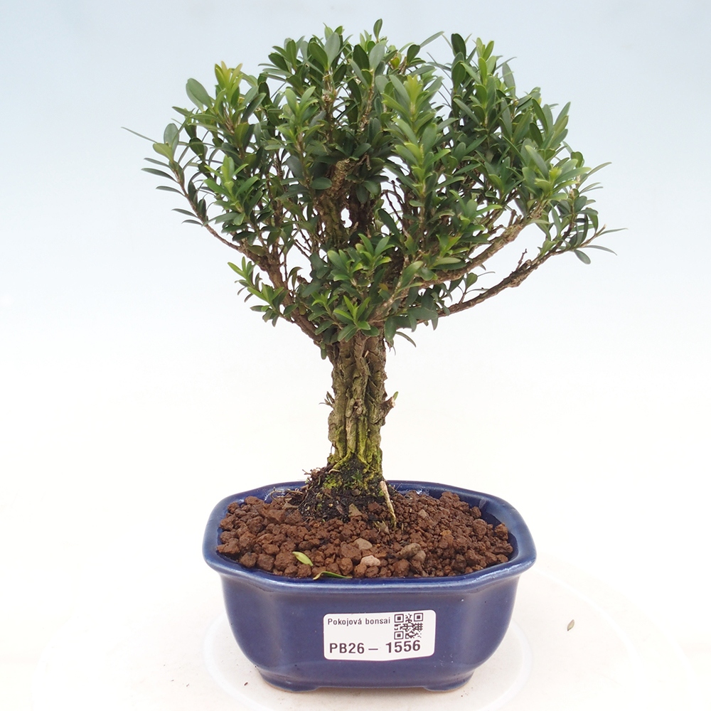 Zimmer Bonsai - Buxus harlandii - Korkbuxus