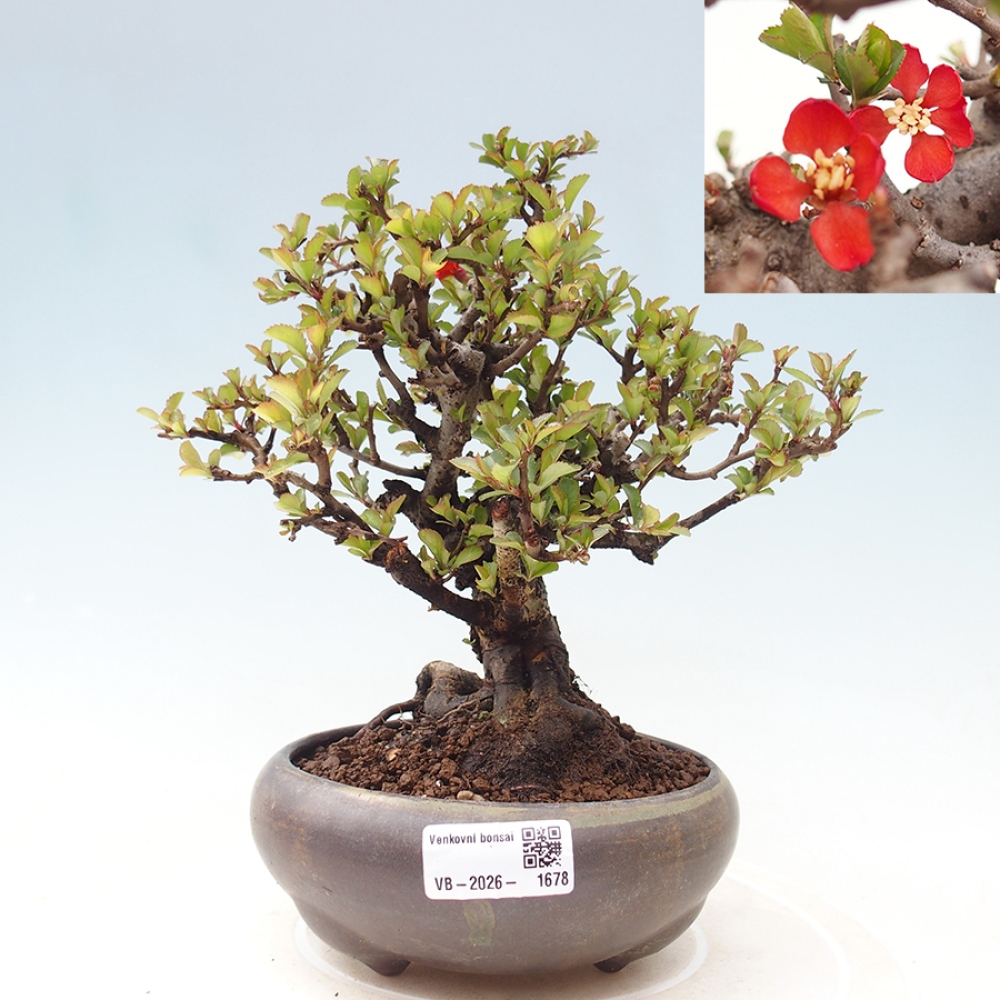 Bonsai für draußen - Chaneomeles speciosa - Quitte