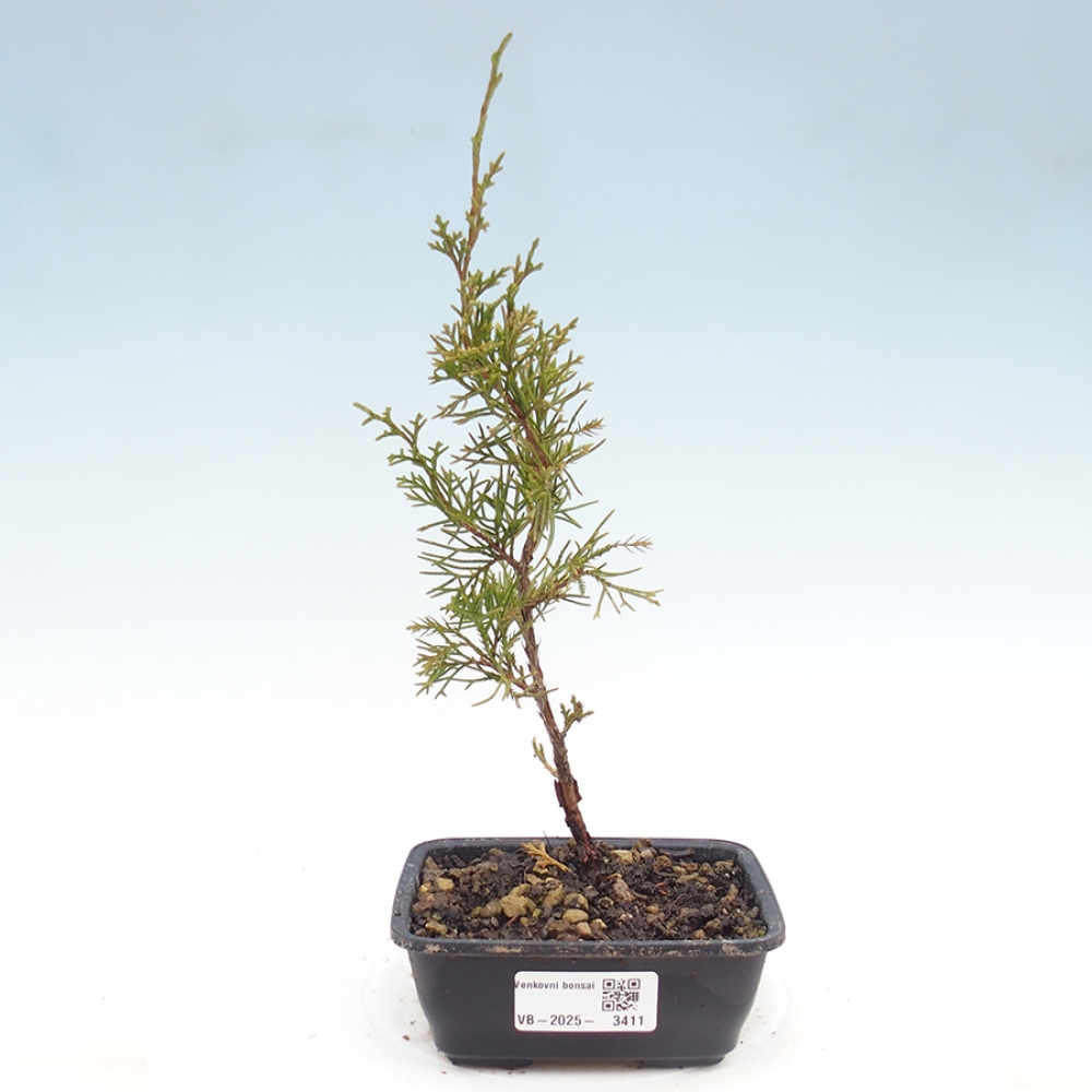 Bonsai für draußen - Juniperus chinensis Itoigawa