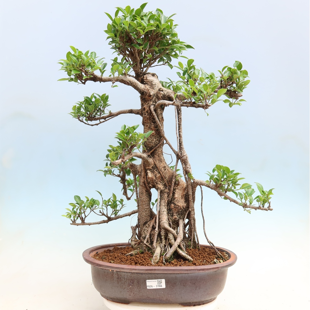 Zimmerbonsai - Ficus kimmen - Kleinblättriger Ficus