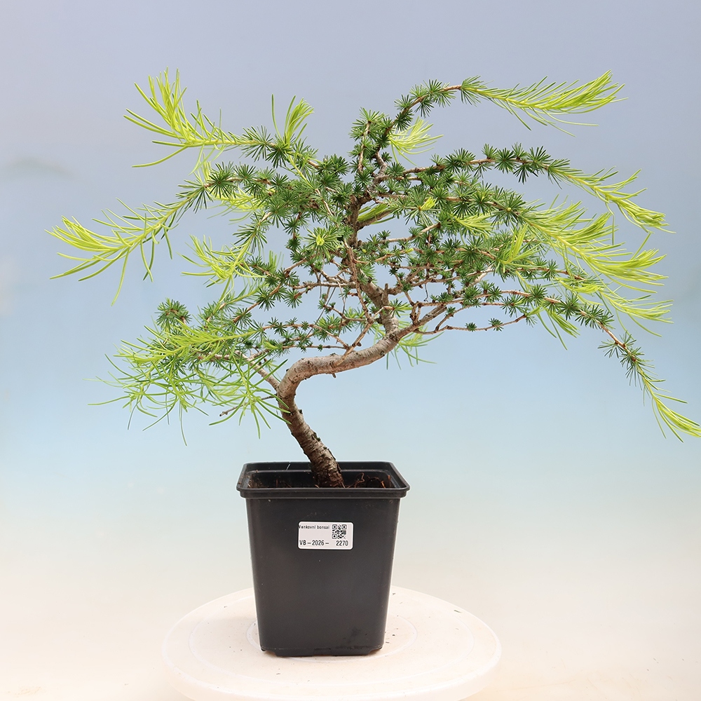 Bonsai für draußen -Larix decidua - Lärche