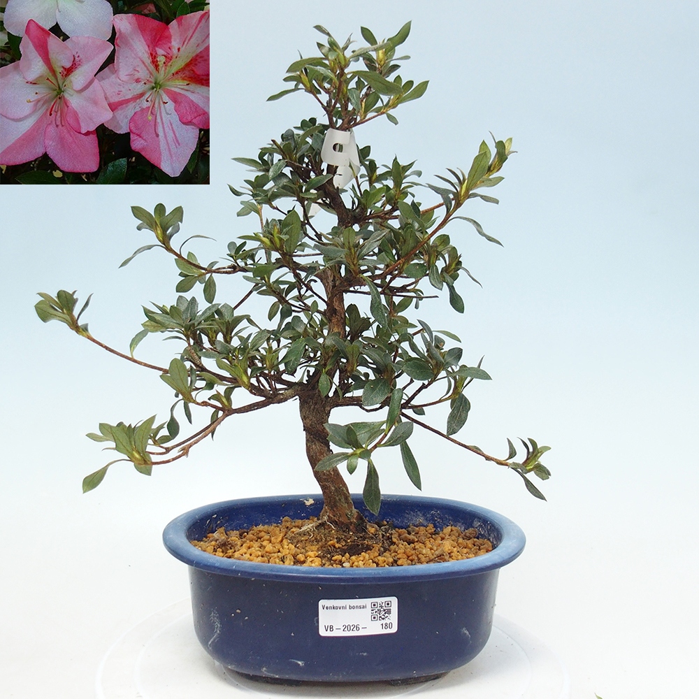 Bonsai für draußen - Japanische Azalee - Azalea Shinsei