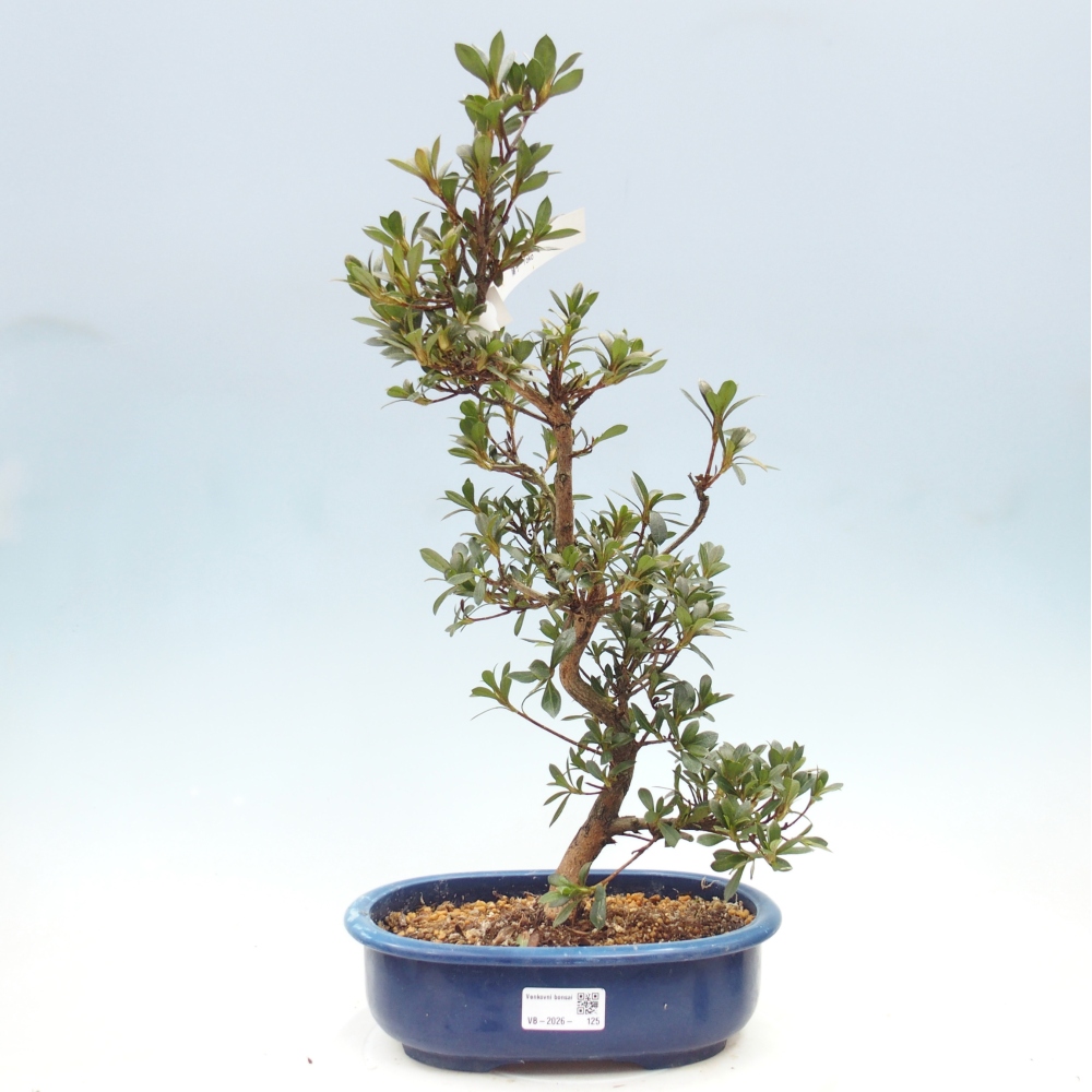 Bonsai für draußen - Japanische Azalee - Azalee Yoko