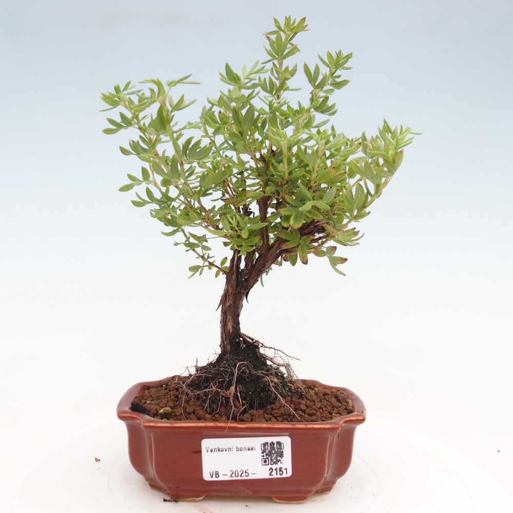 Bonsai für draußen - Potentila fruticosa gelber Vogel