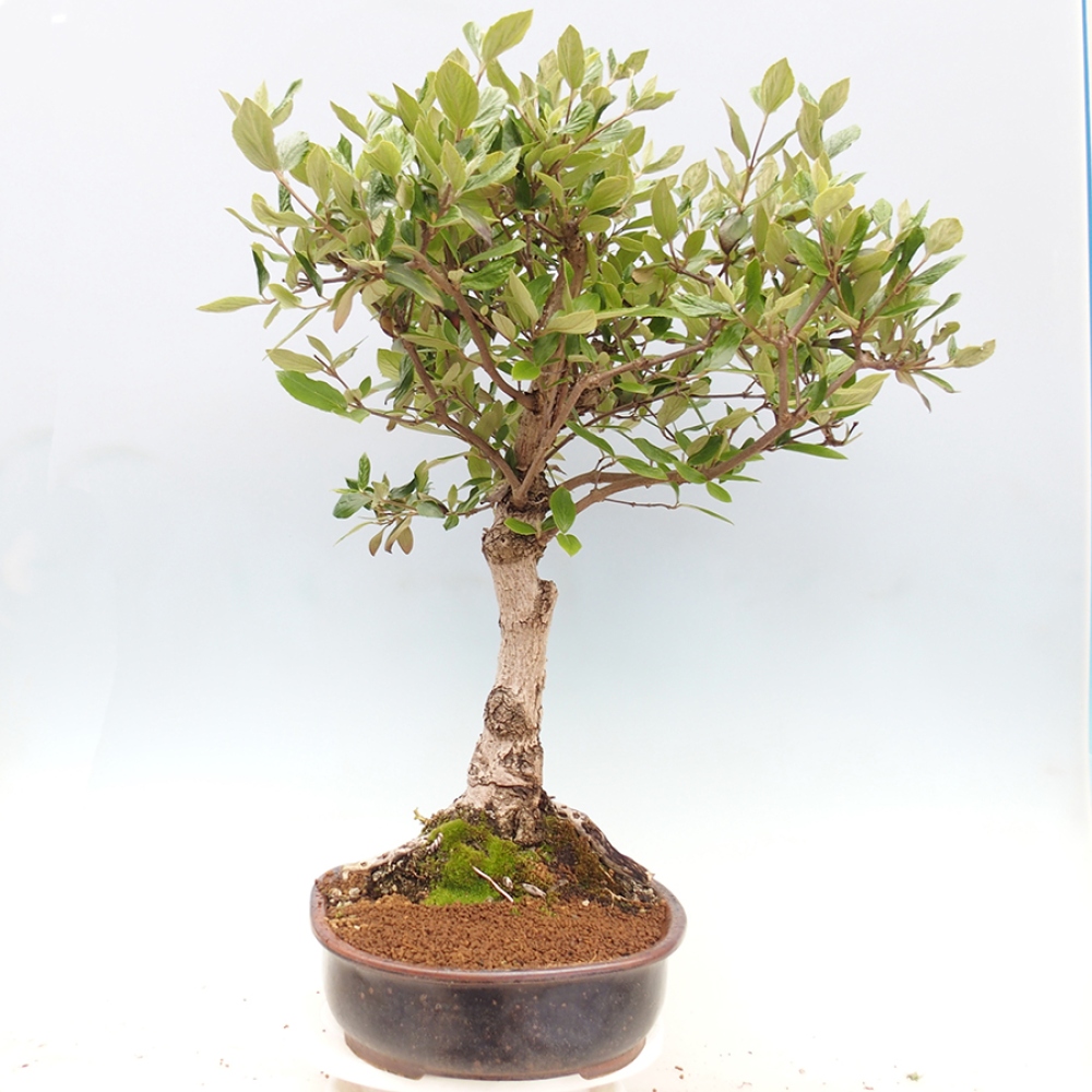Bonsai für draußen - Kalina Bodnanská - Viburum carlesii hemsi